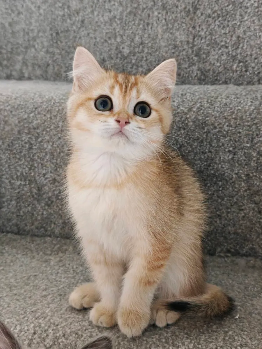 British Short hair kittens - Image 2