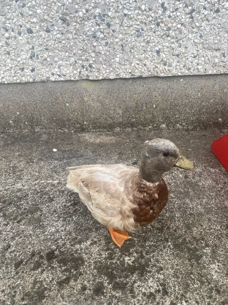 Poultry - Image 1