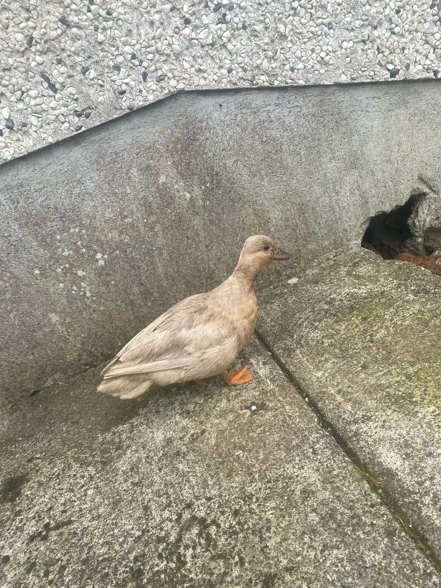 Poultry - Image 2