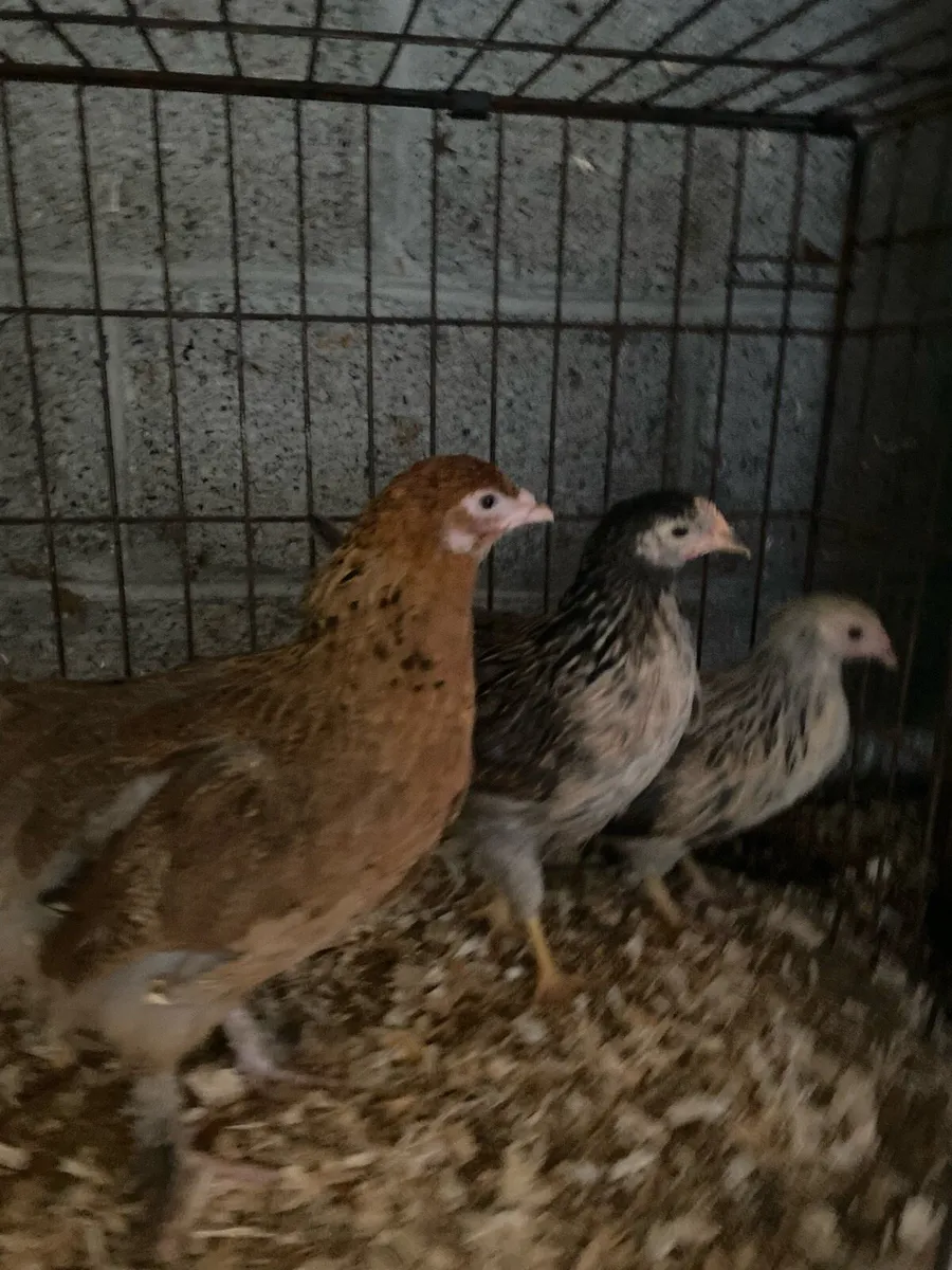 Poultry - Image 3