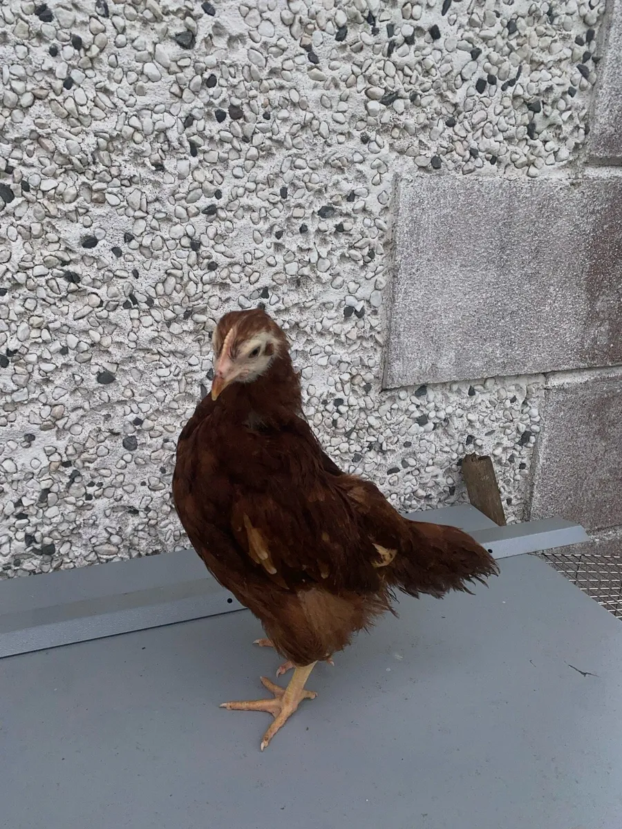 Poultry - Image 4
