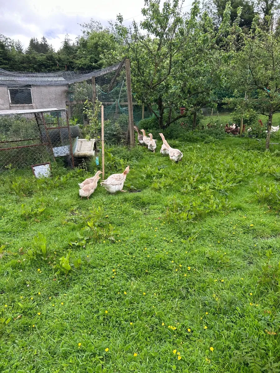 Geese and goslings - Image 1