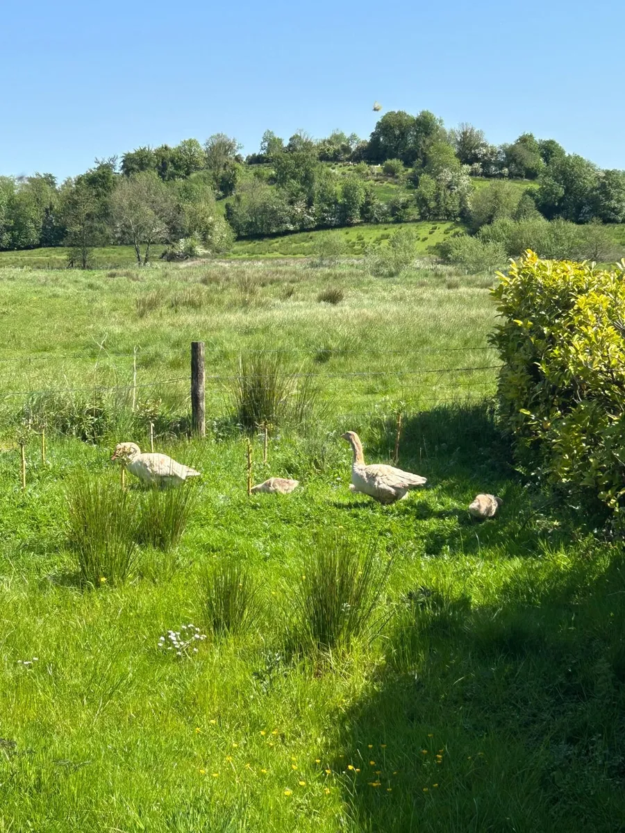 Geese and goslings - Image 4