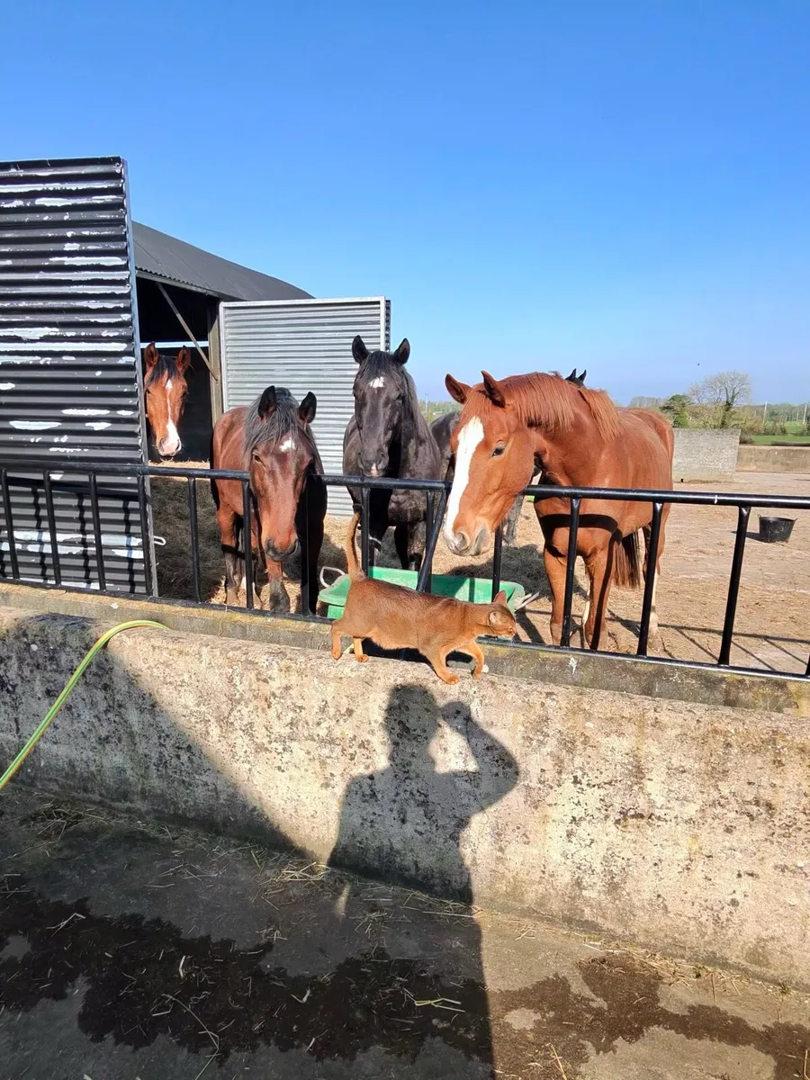 3 Youngsters for Sale - Image 4