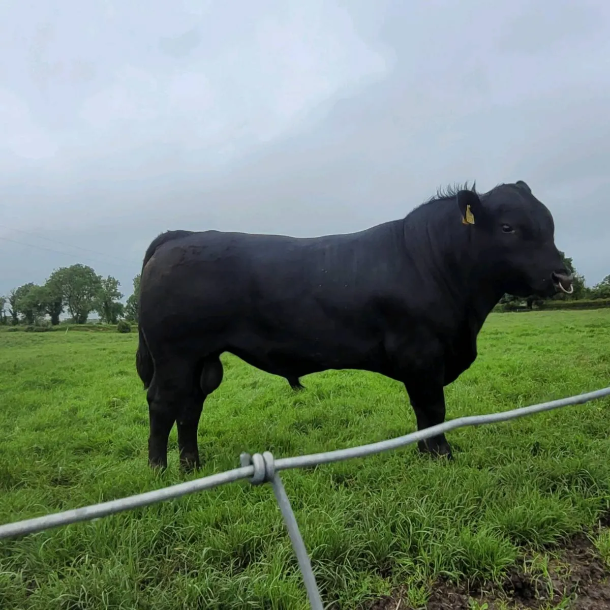 Aa Bulls - Image 2