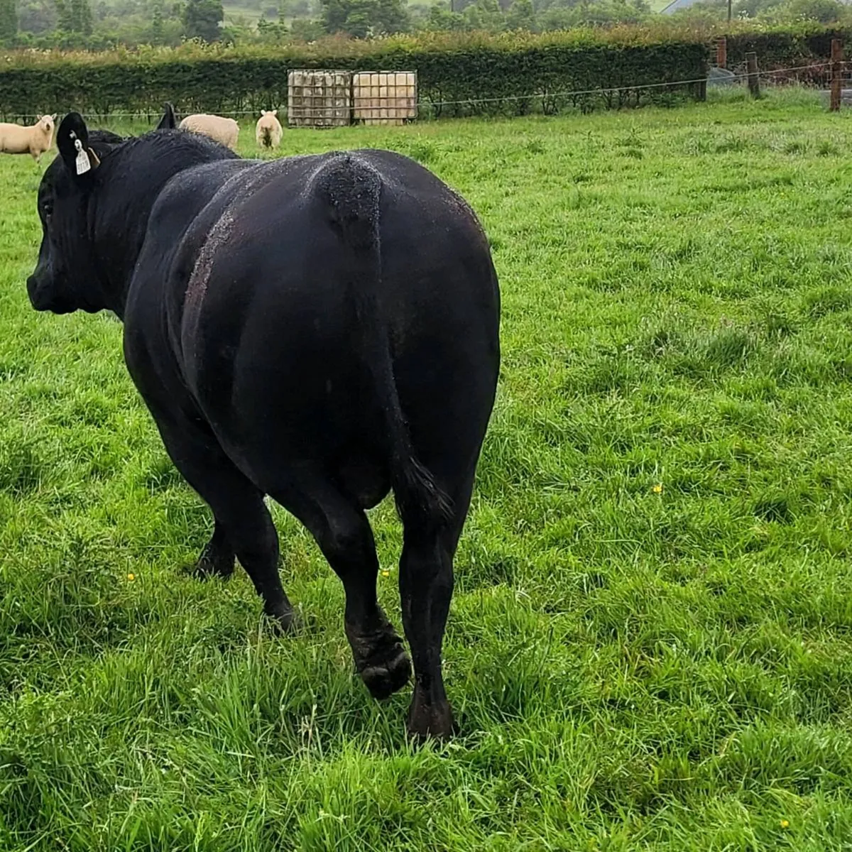 Aa Bulls - Image 3