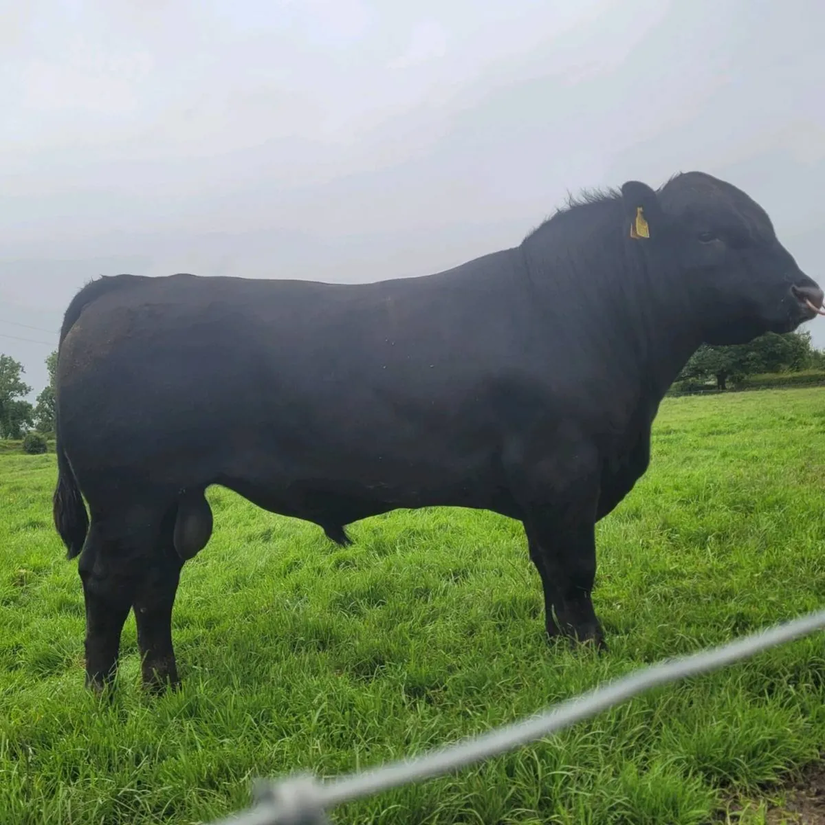 Aa Bulls - Image 1