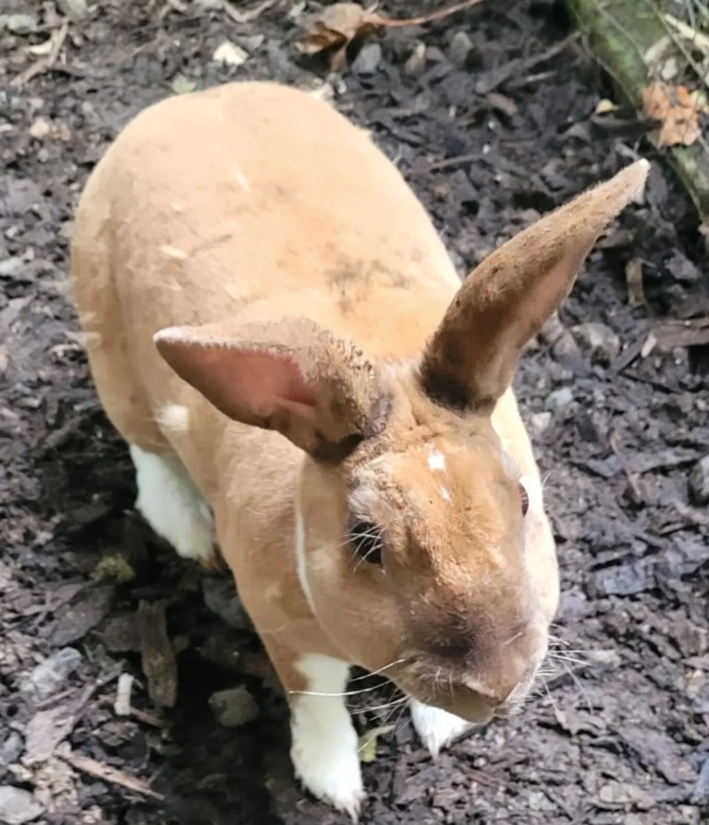 Rabbits - Image 2