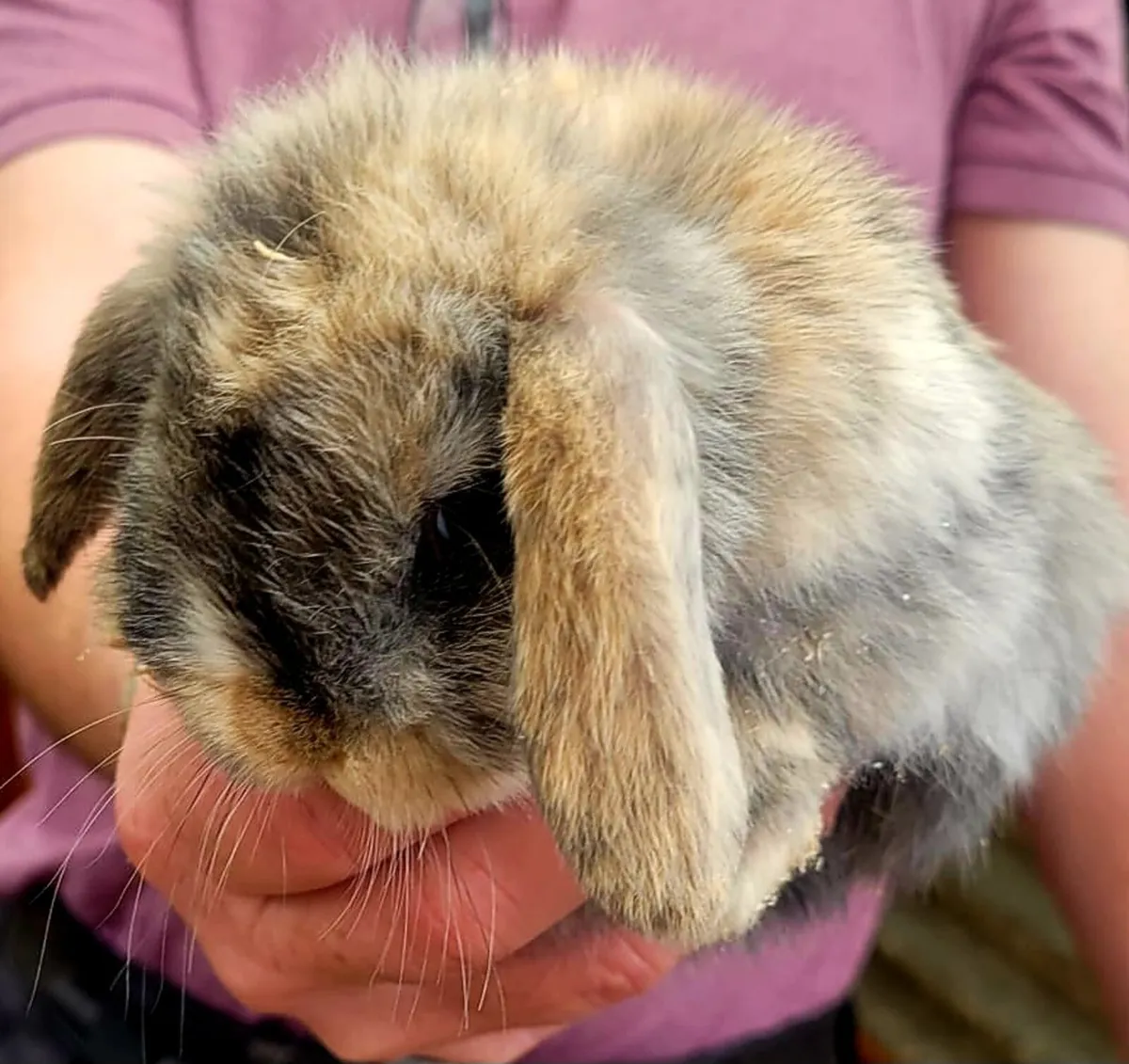 Rabbits - Image 3