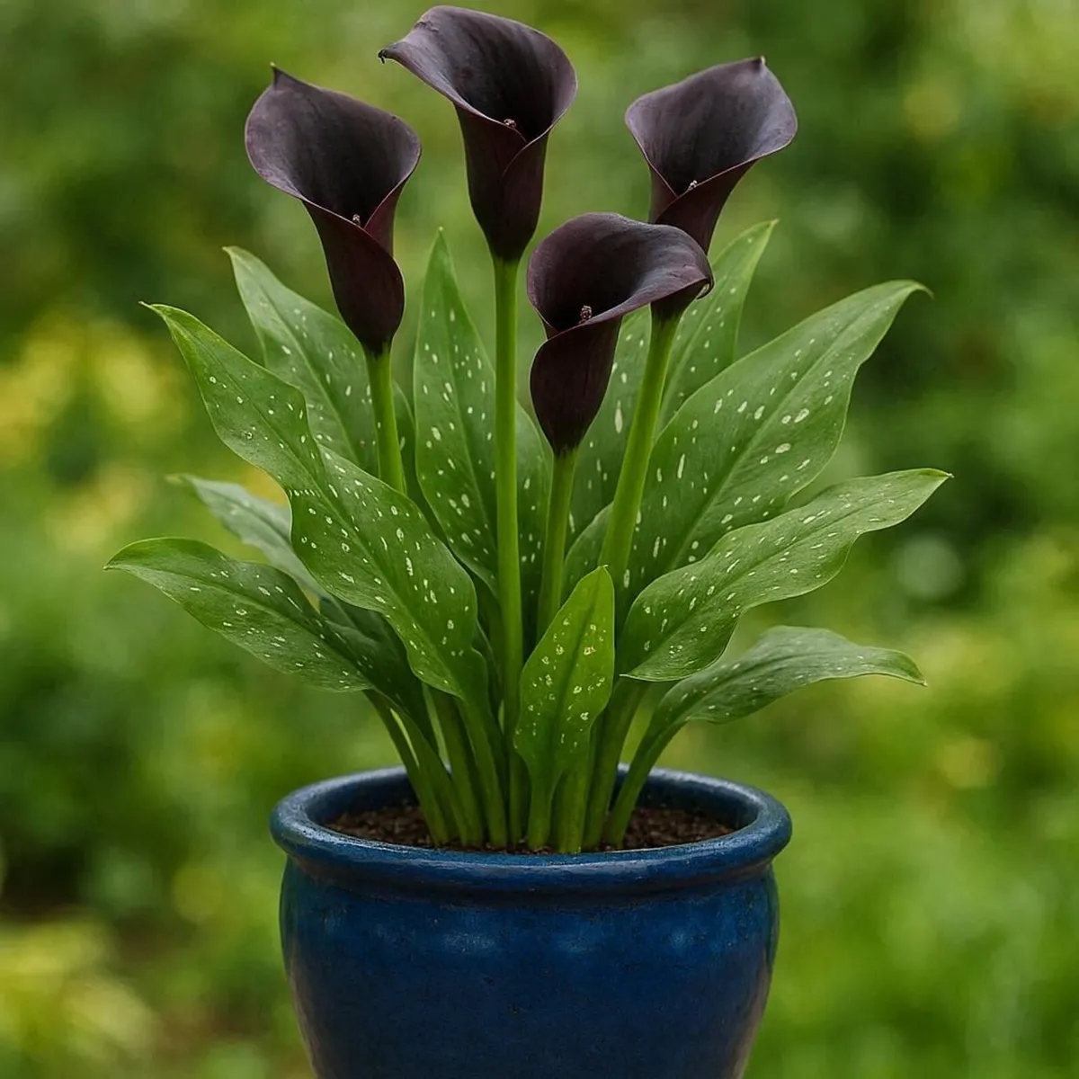 Calla Lily