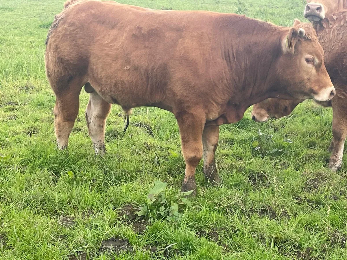 P B Limousin Bull - Image 2
