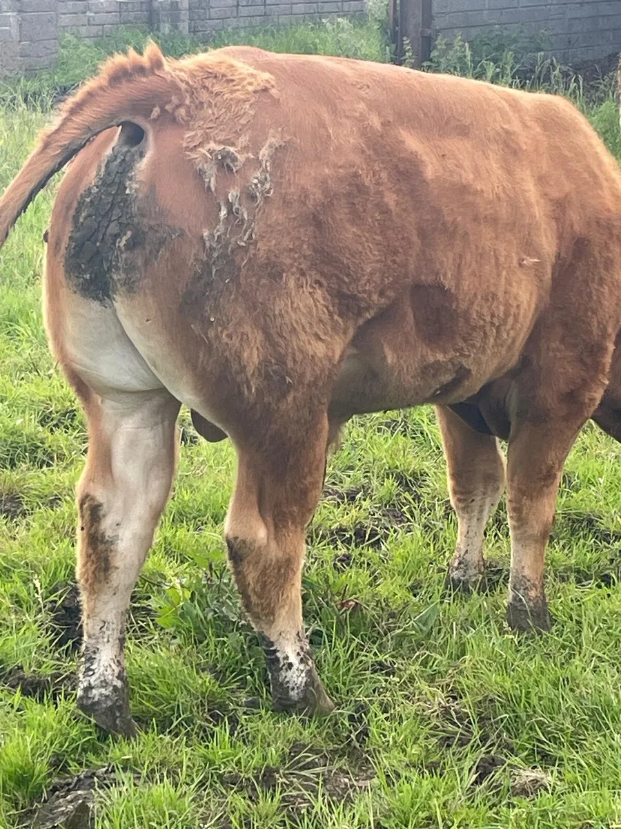 P B Limousin Bull - Image 3