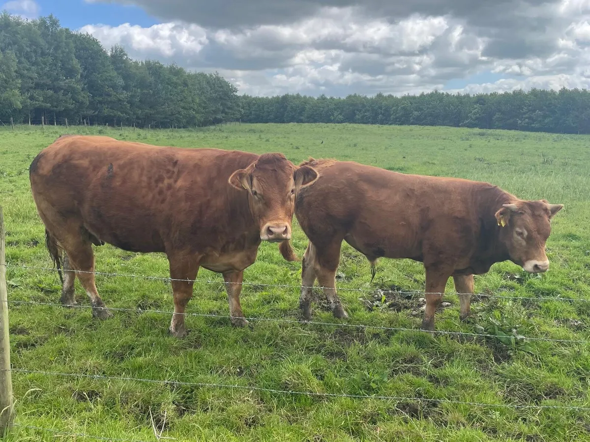 P B Limousin Bull - Image 4