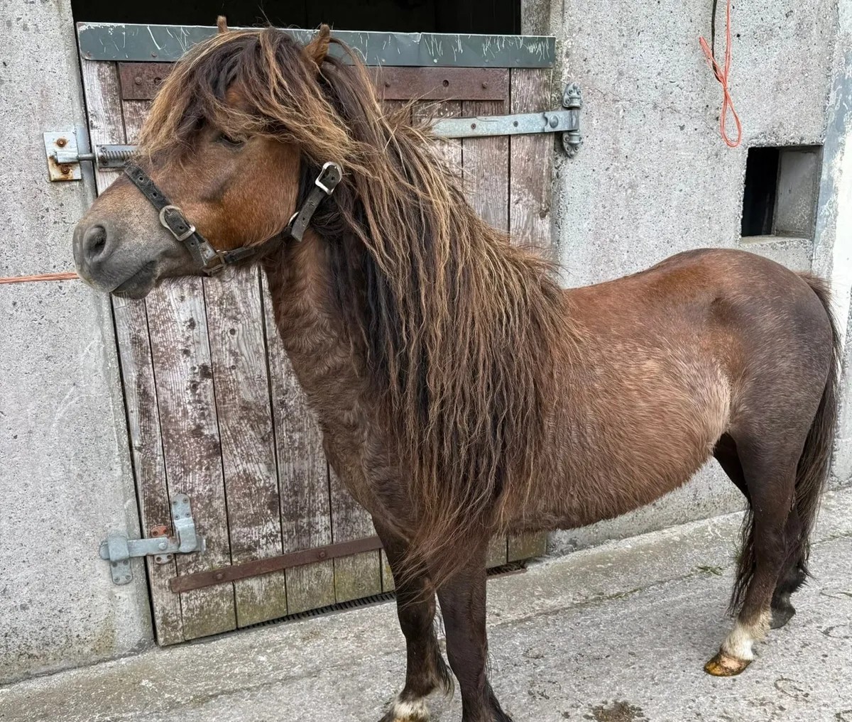 Pony