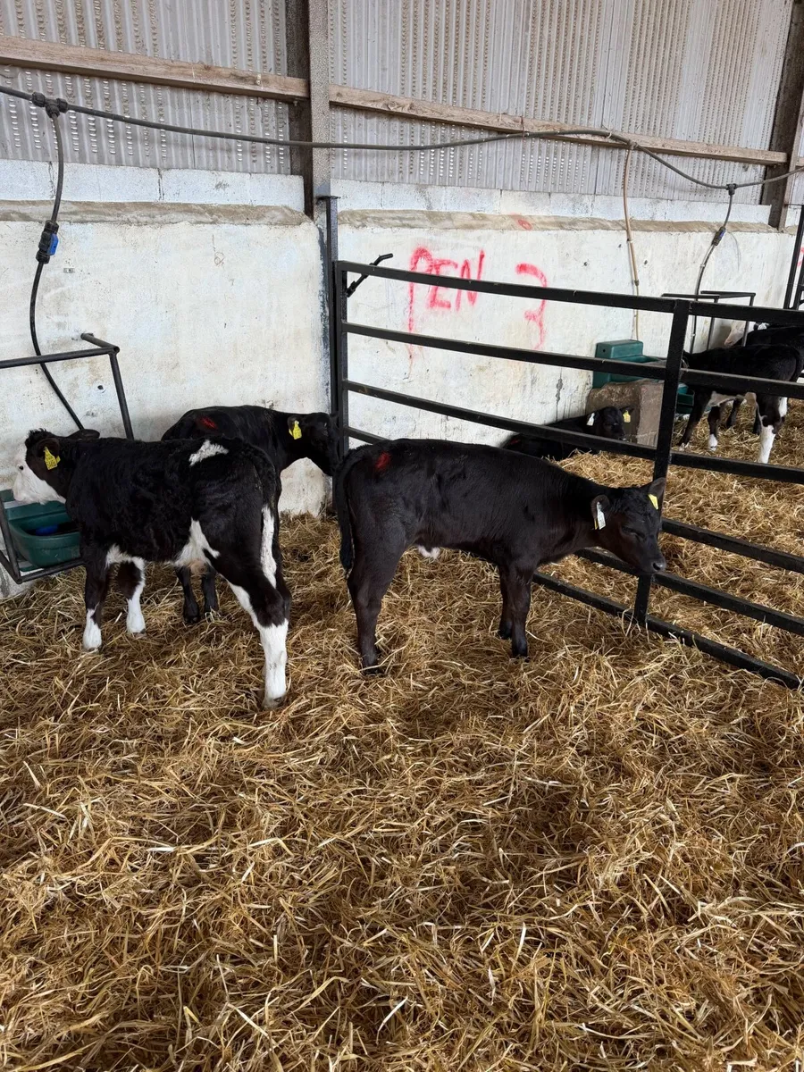 4 Calves for sale - Image 1