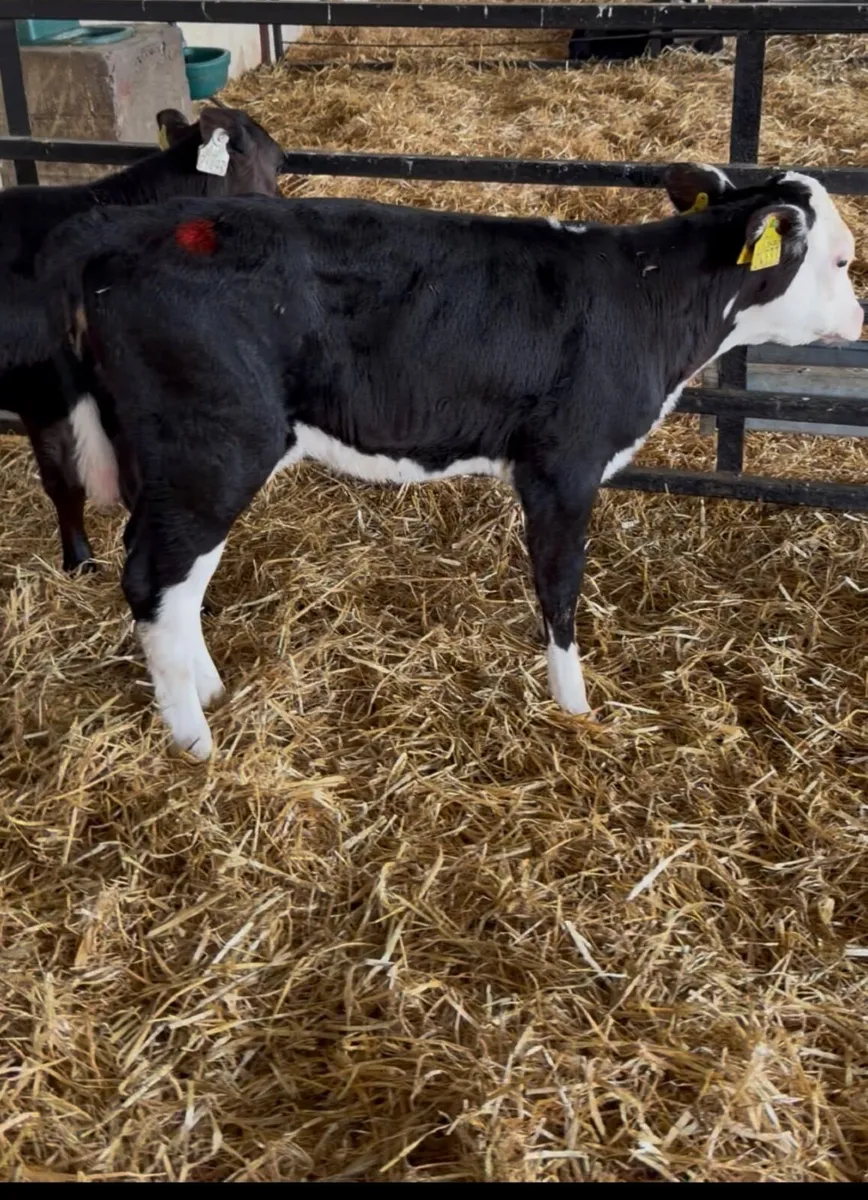 4 Calves for sale - Image 2