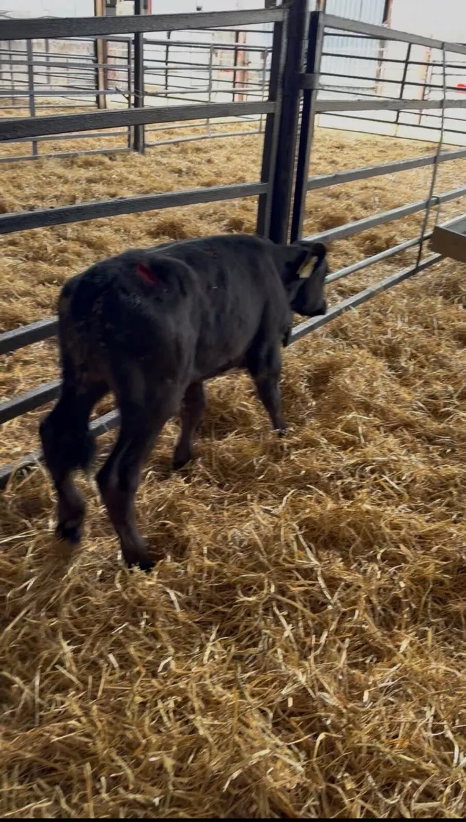 4 Calves for sale - Image 3