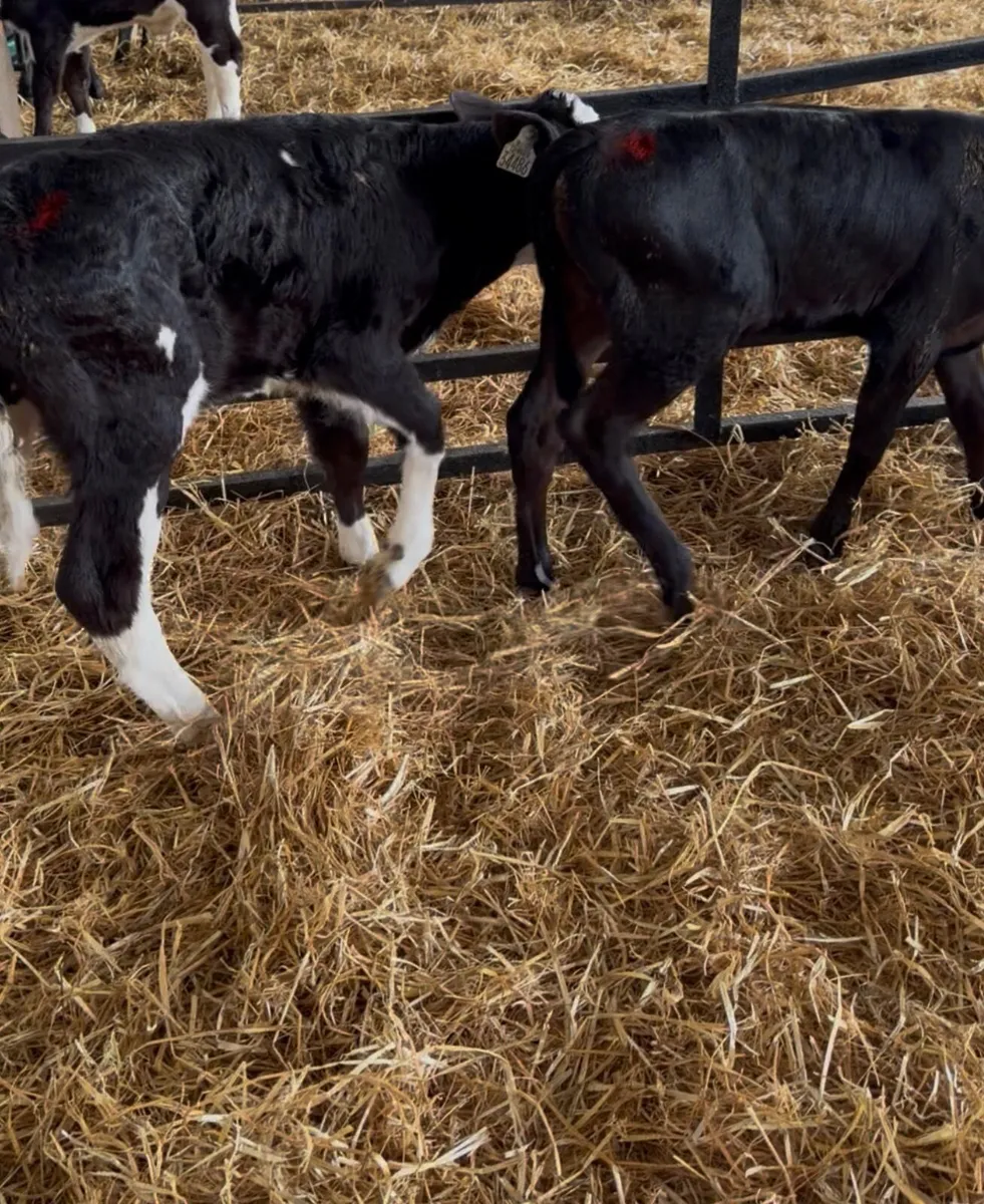4 Calves for sale - Image 4