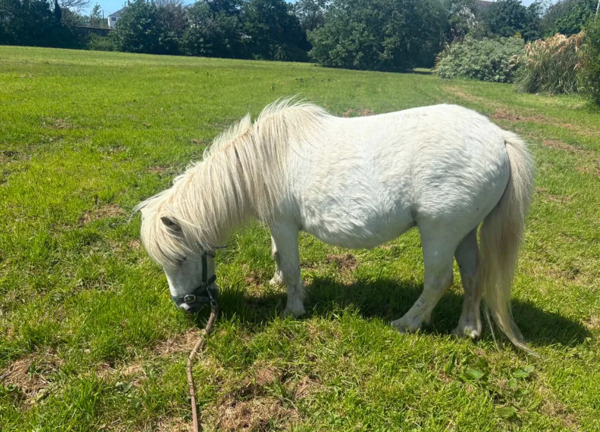 Lovely small mare pony for sale good with kids - Image 3
