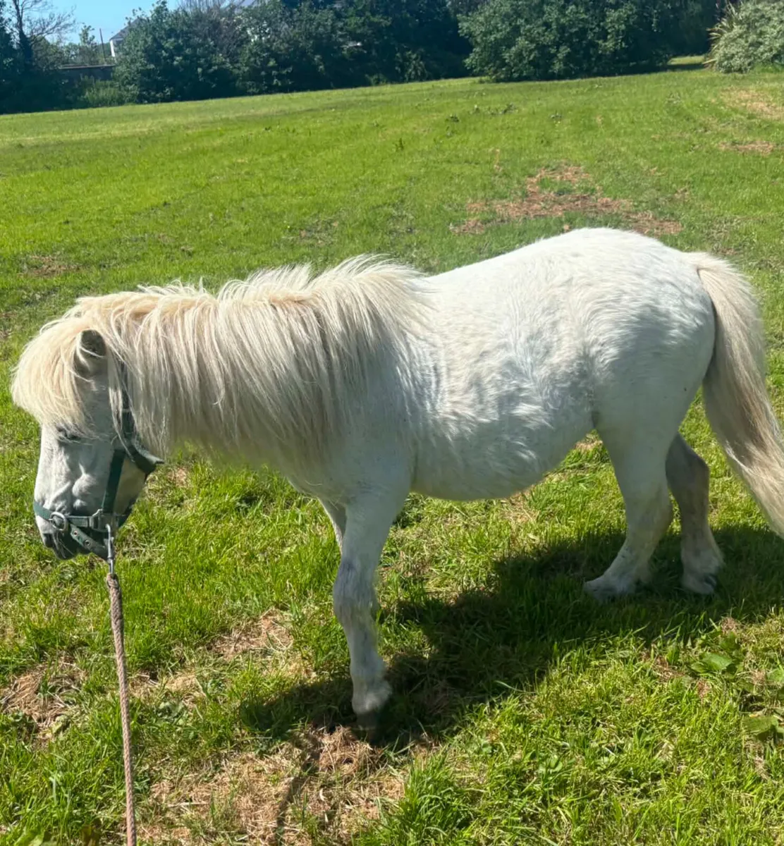 Lovely small mare pony for sale good with kids - Image 4