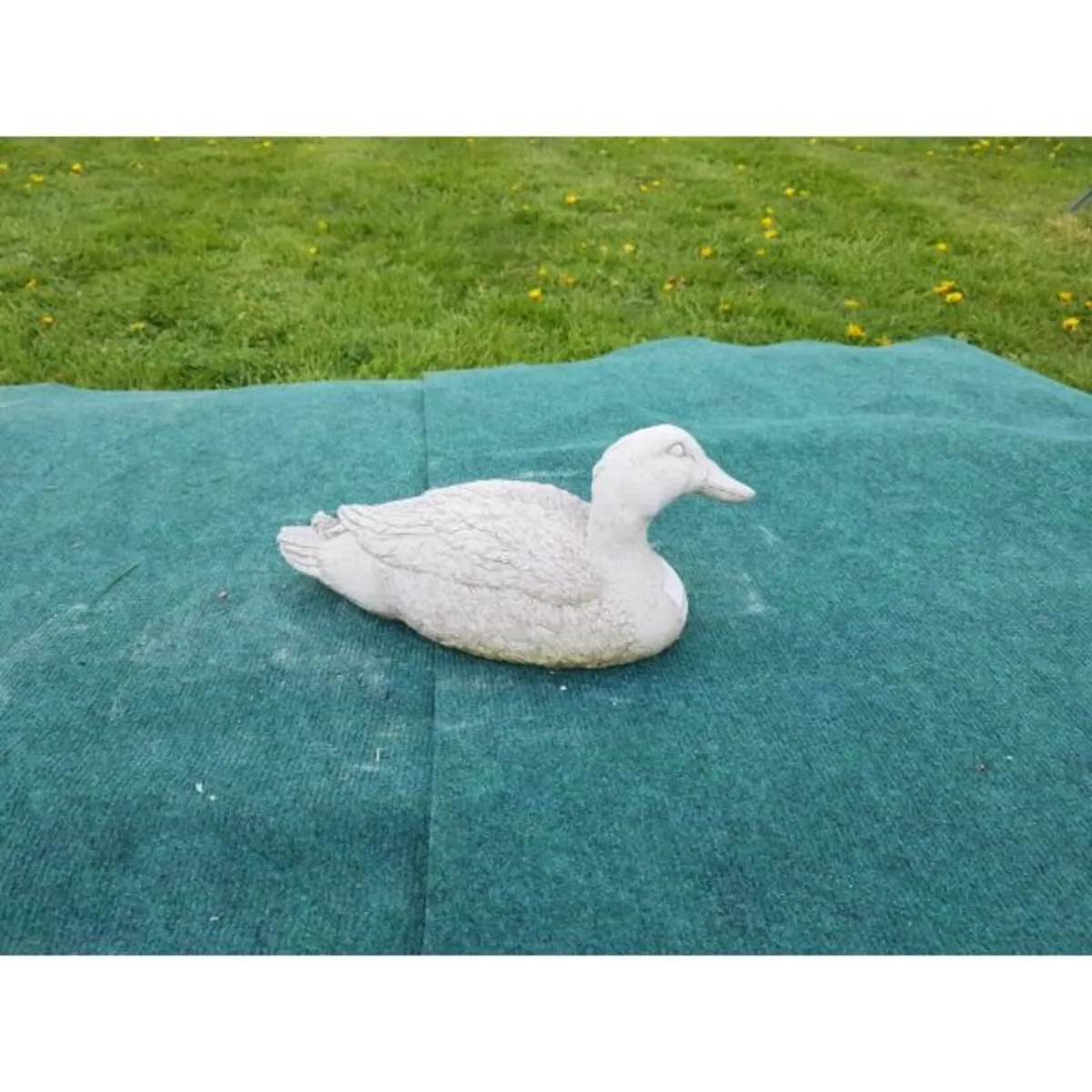 Duck – Blackwater-GL-BR025