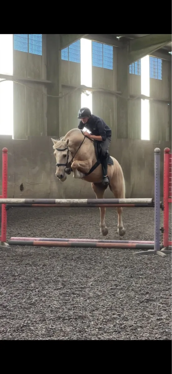 Beautiful Palomino Cob - Image 1
