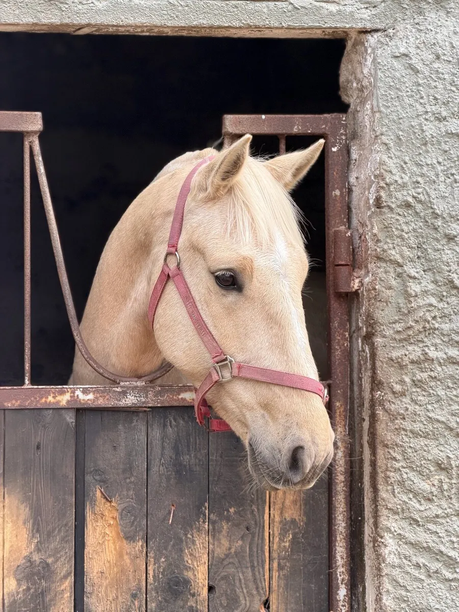 Beautiful Palomino Cob - Image 2