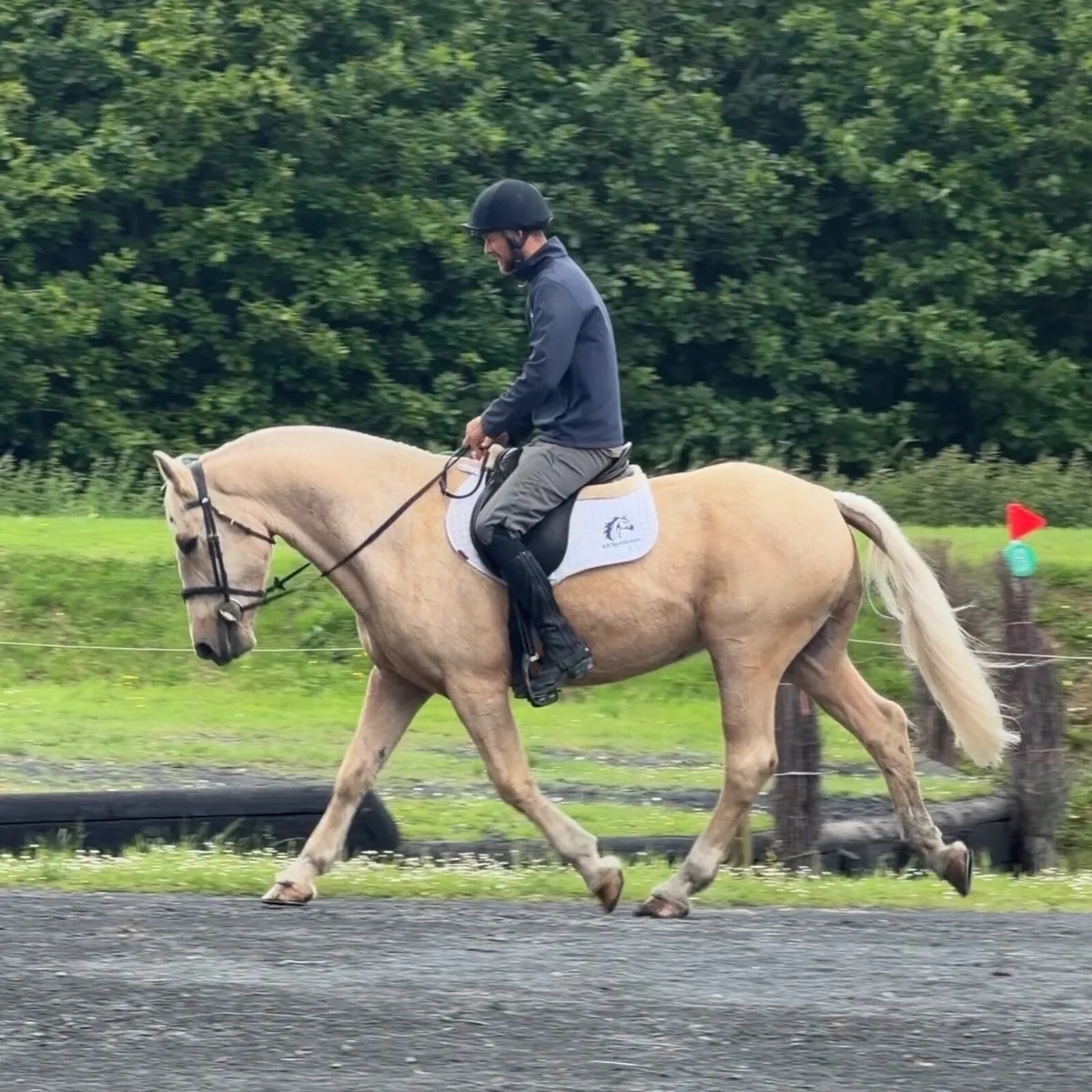 Beautiful Palomino Cob - Image 3