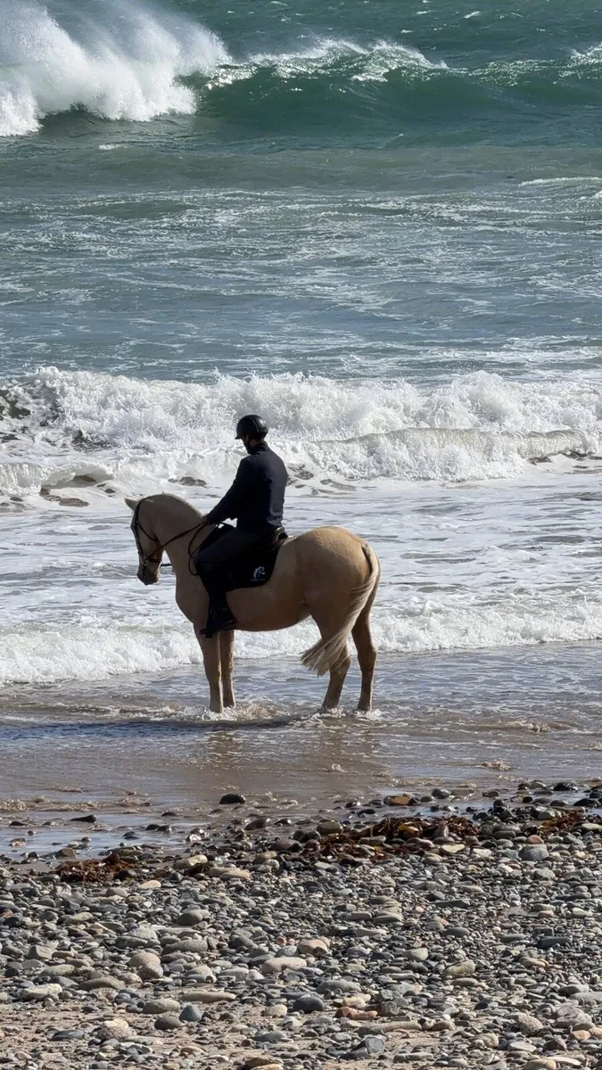 Beautiful Palomino Cob - Image 4
