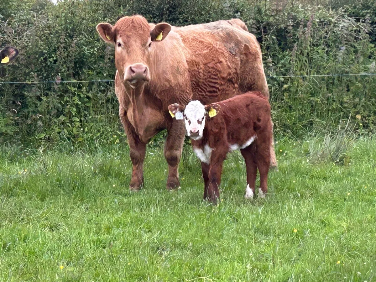 Super second calved charlois cow - Image 3
