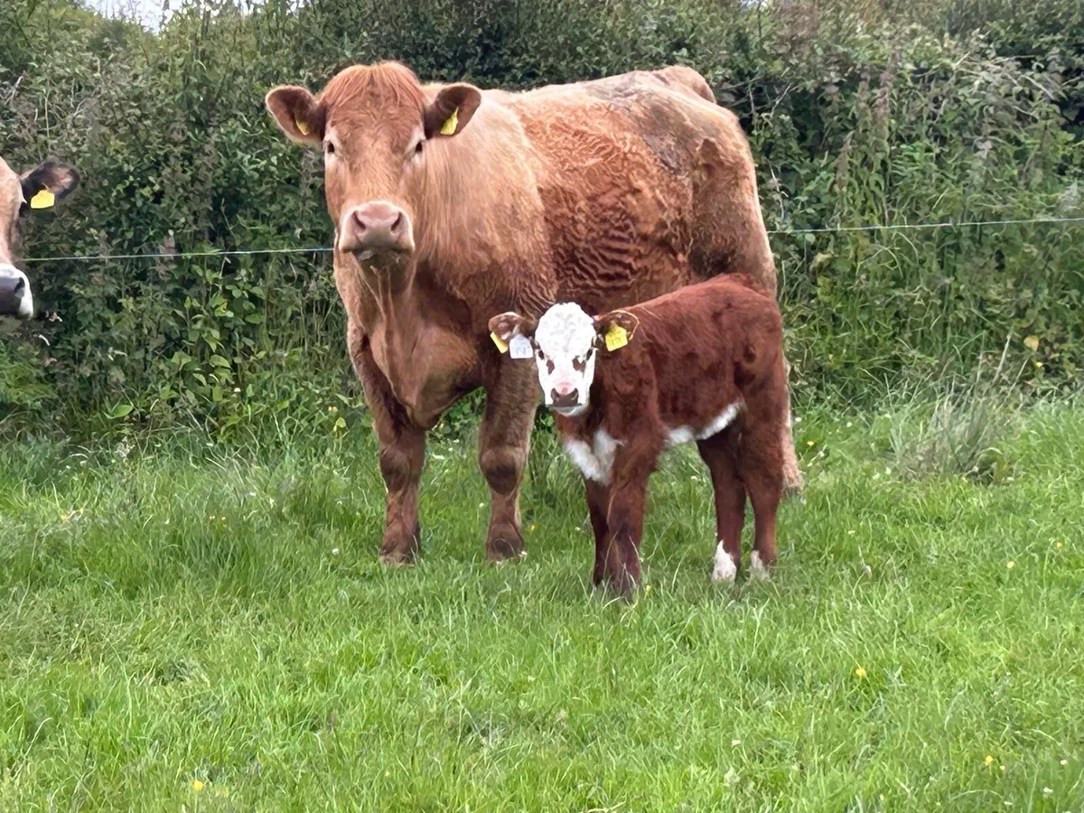 Super second calved charlois cow - Image 4
