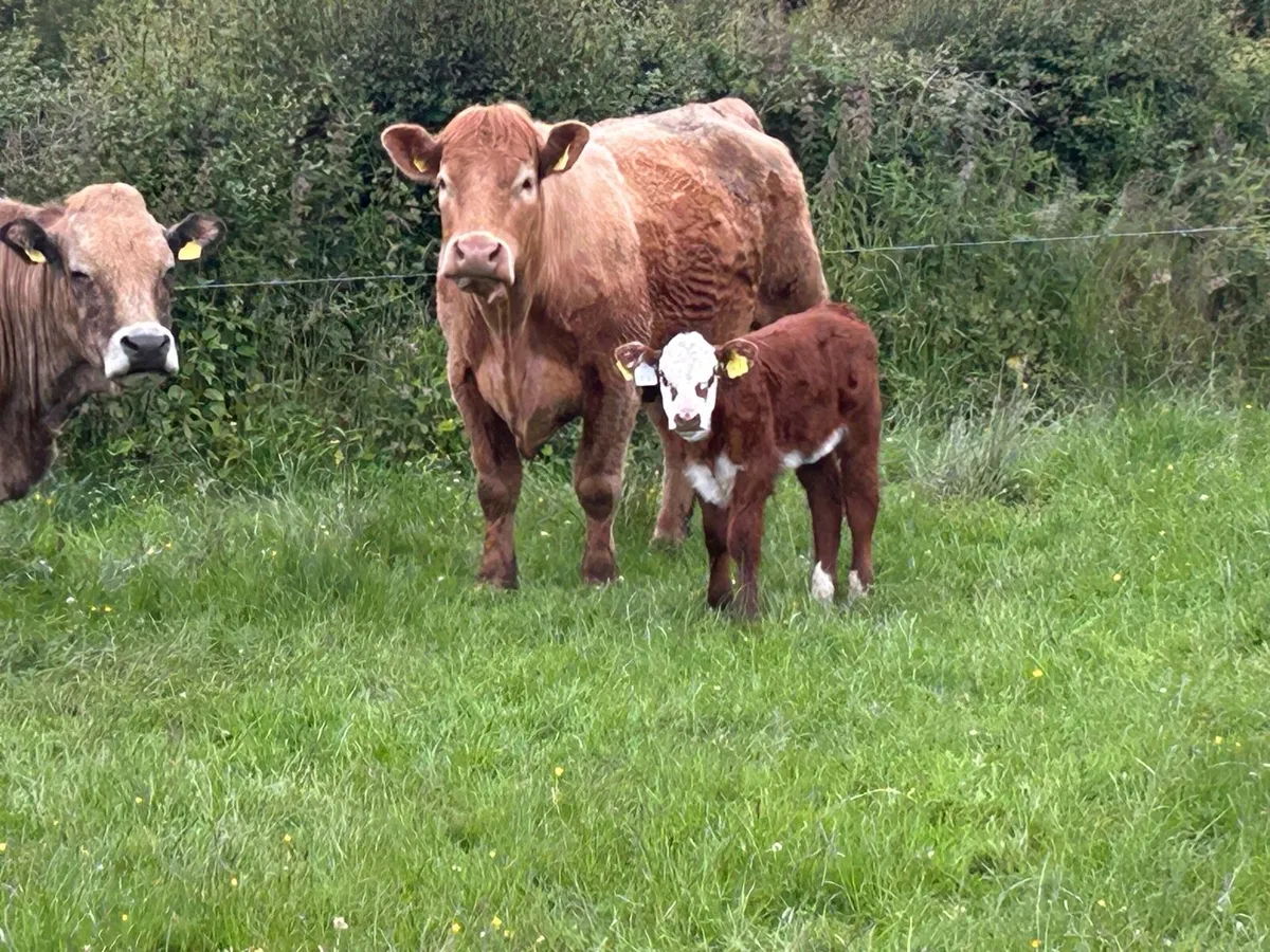 Super second calved charlois cow - Image 2