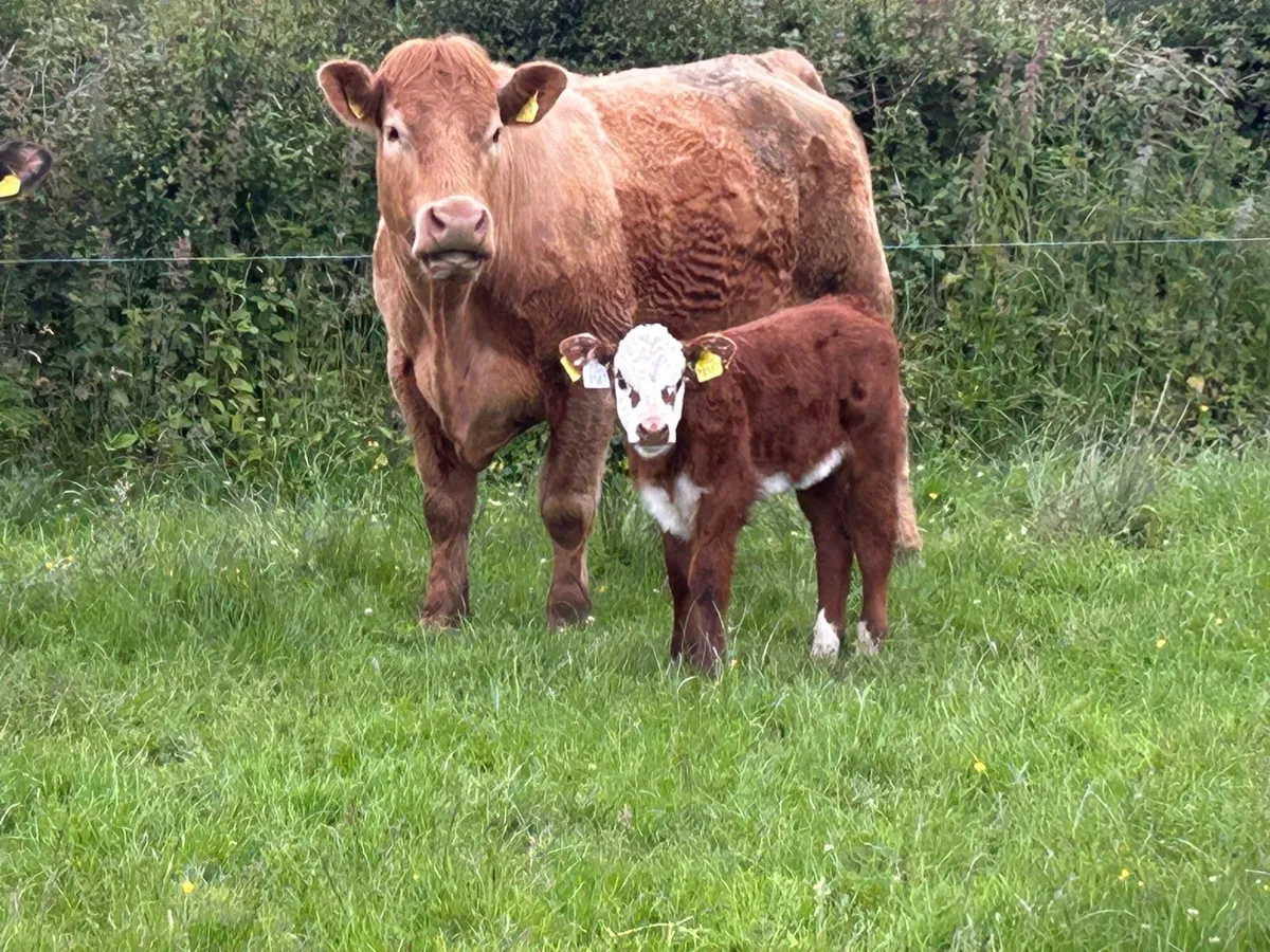 Super second calved charlois cow - Image 1