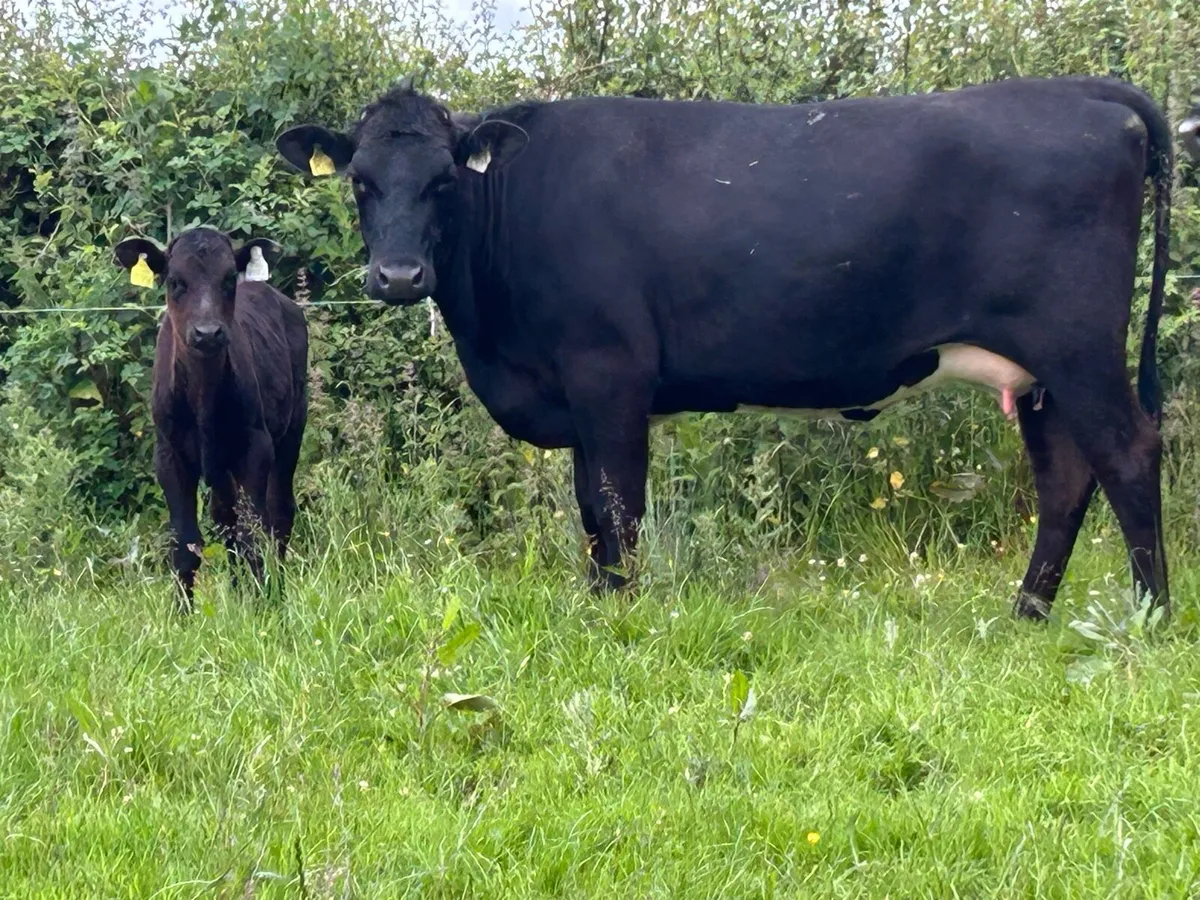 4 super first calved Angus heifers and calf’s - Image 1
