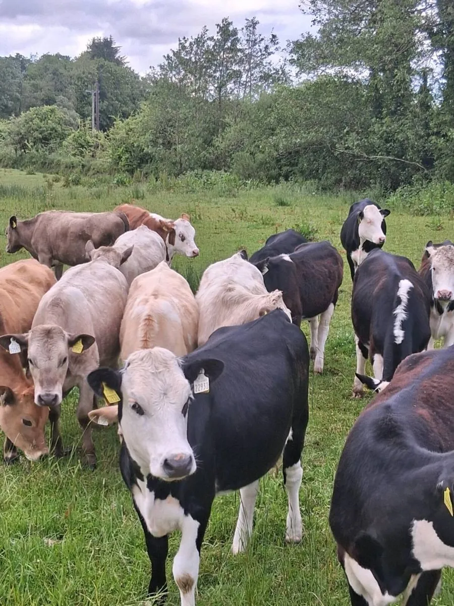 14 quality Hereford & charolais heifers 2025 born - Image 1