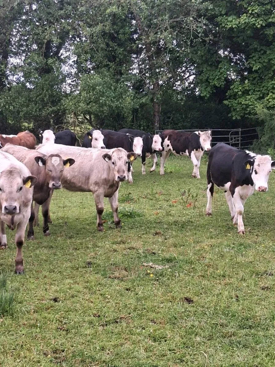 14 quality Hereford & charolais heifers 2025 born - Image 3