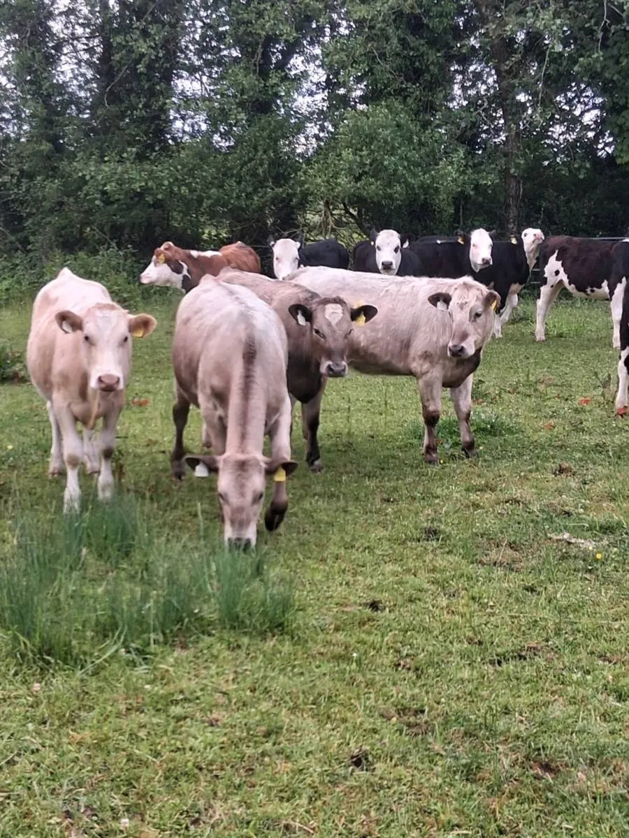 14 quality Hereford & charolais heifers 2025 born - Image 4