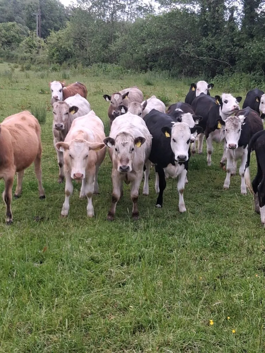 14 quality Hereford & charolais heifers 2025 born - Image 2