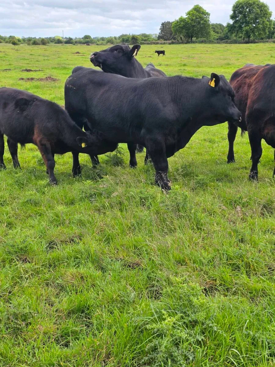 2.no 16 month  AI pedigree Angus Bulls  ⭐️⭐️⭐️⭐️⭐️ - Image 2