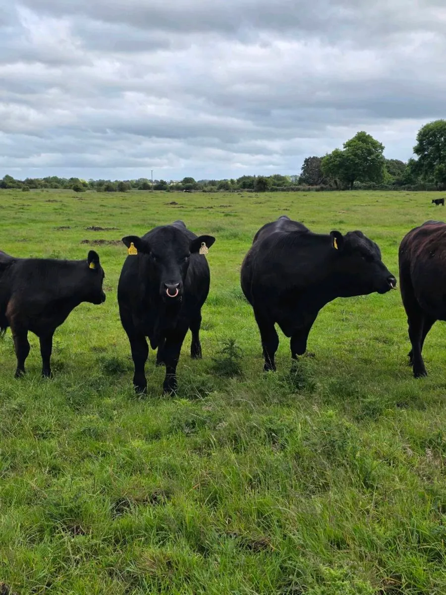 2.no 16 month  AI pedigree Angus Bulls  ⭐️⭐️⭐️⭐️⭐️ - Image 4