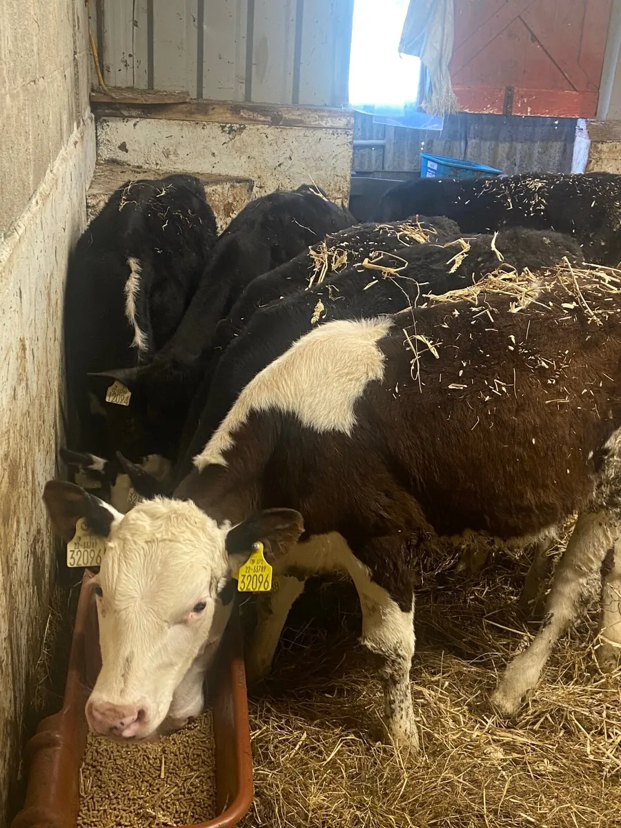 Calves - Image 1