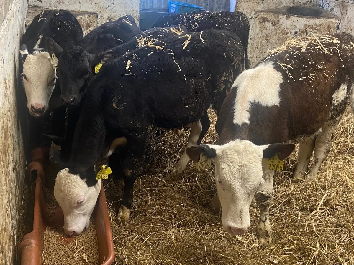 Calves - Image 2