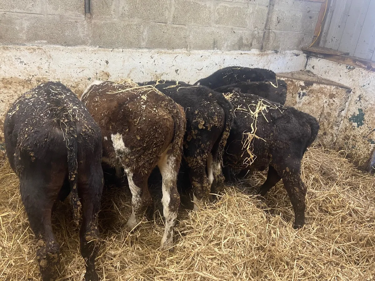 Calves - Image 3