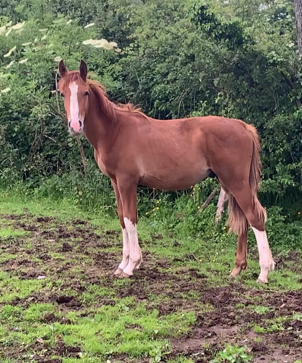 Chirokko x Beachball colt £Ono - Image 1