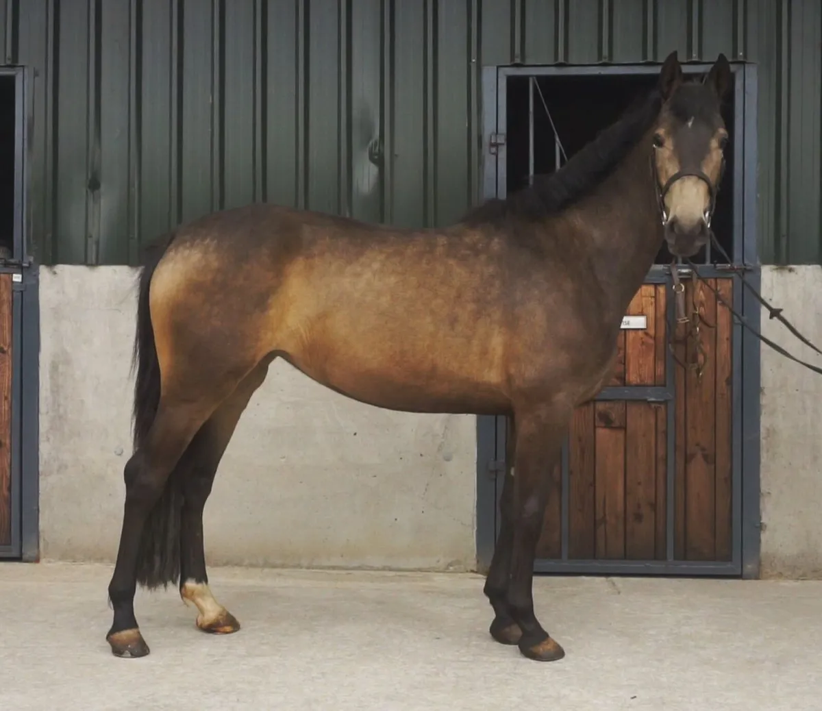 🌟 Top Potential Eventer Type 🌟 - Image 1