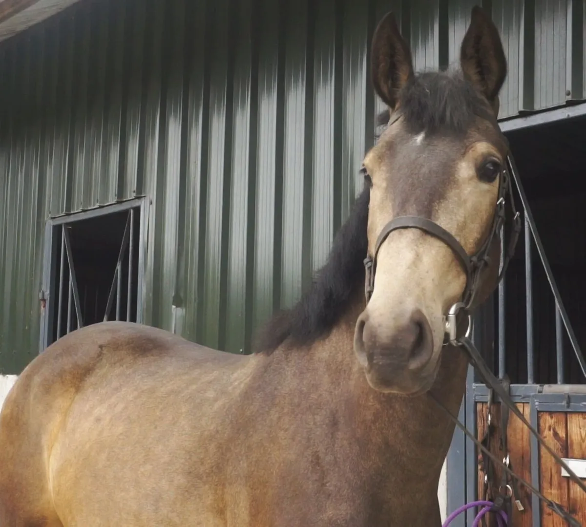 🌟 Top Potential Eventer Type 🌟 - Image 3