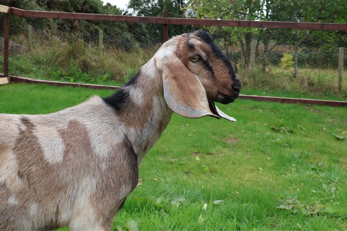 Anglo-Nubian buck goat for sale - Image 1