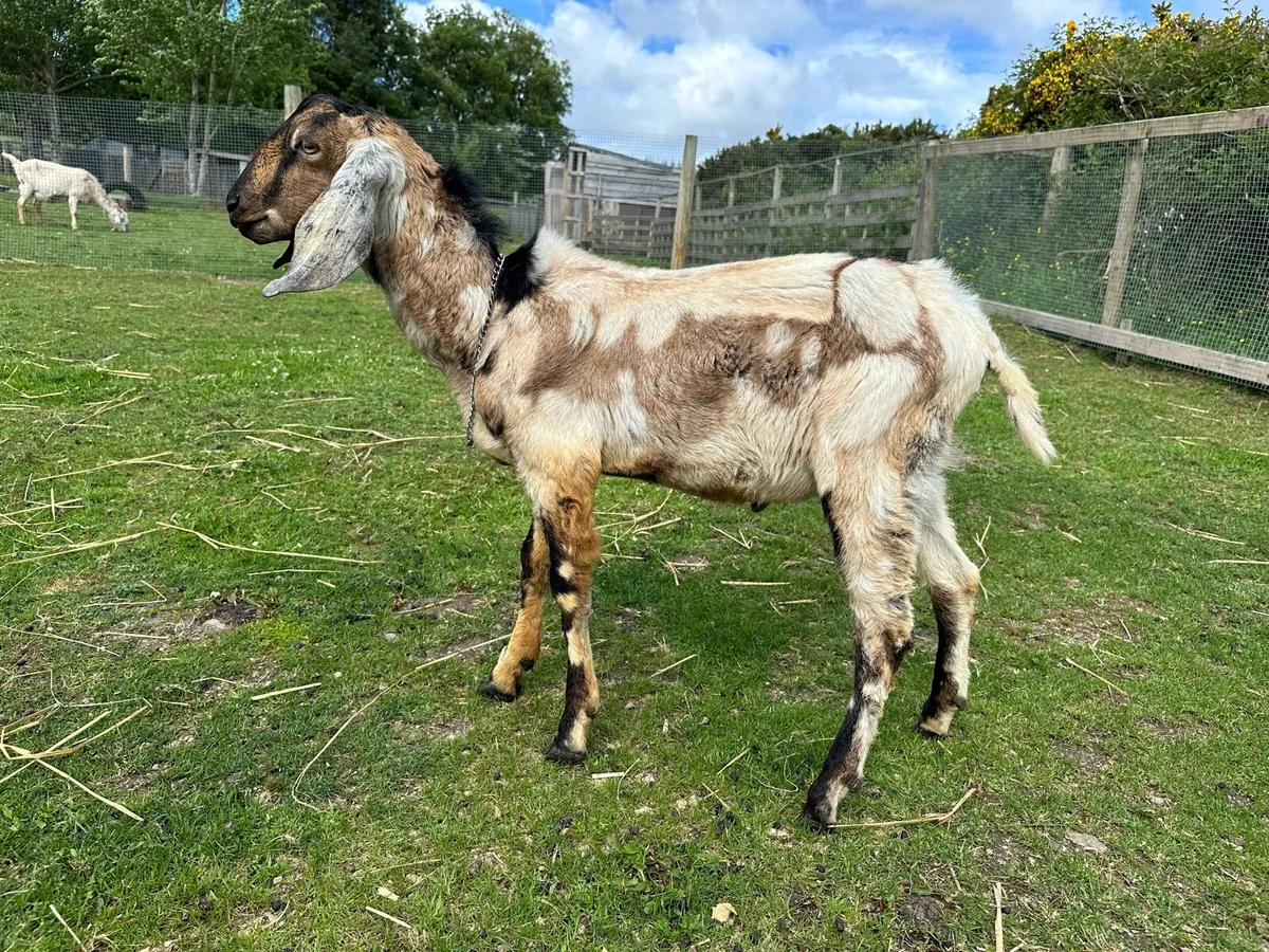 Anglo-Nubian buck goat for sale - Image 2