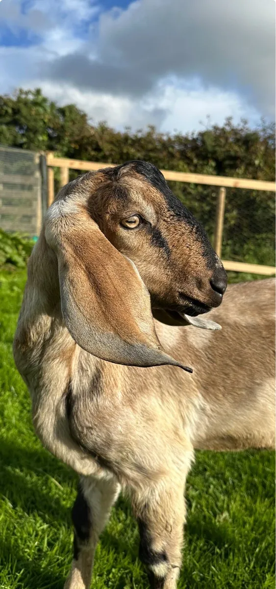 Anglo-Nubian buck goat for sale - Image 3
