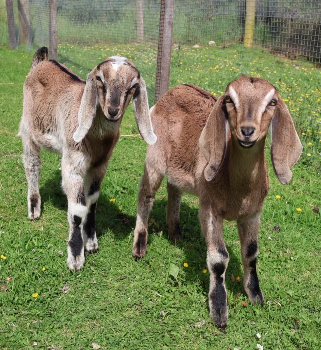 Anglo-Nubian buck goat for sale - Image 4